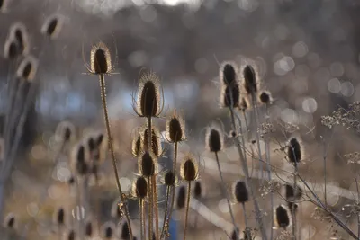 DSC_6033 (Large).JPG